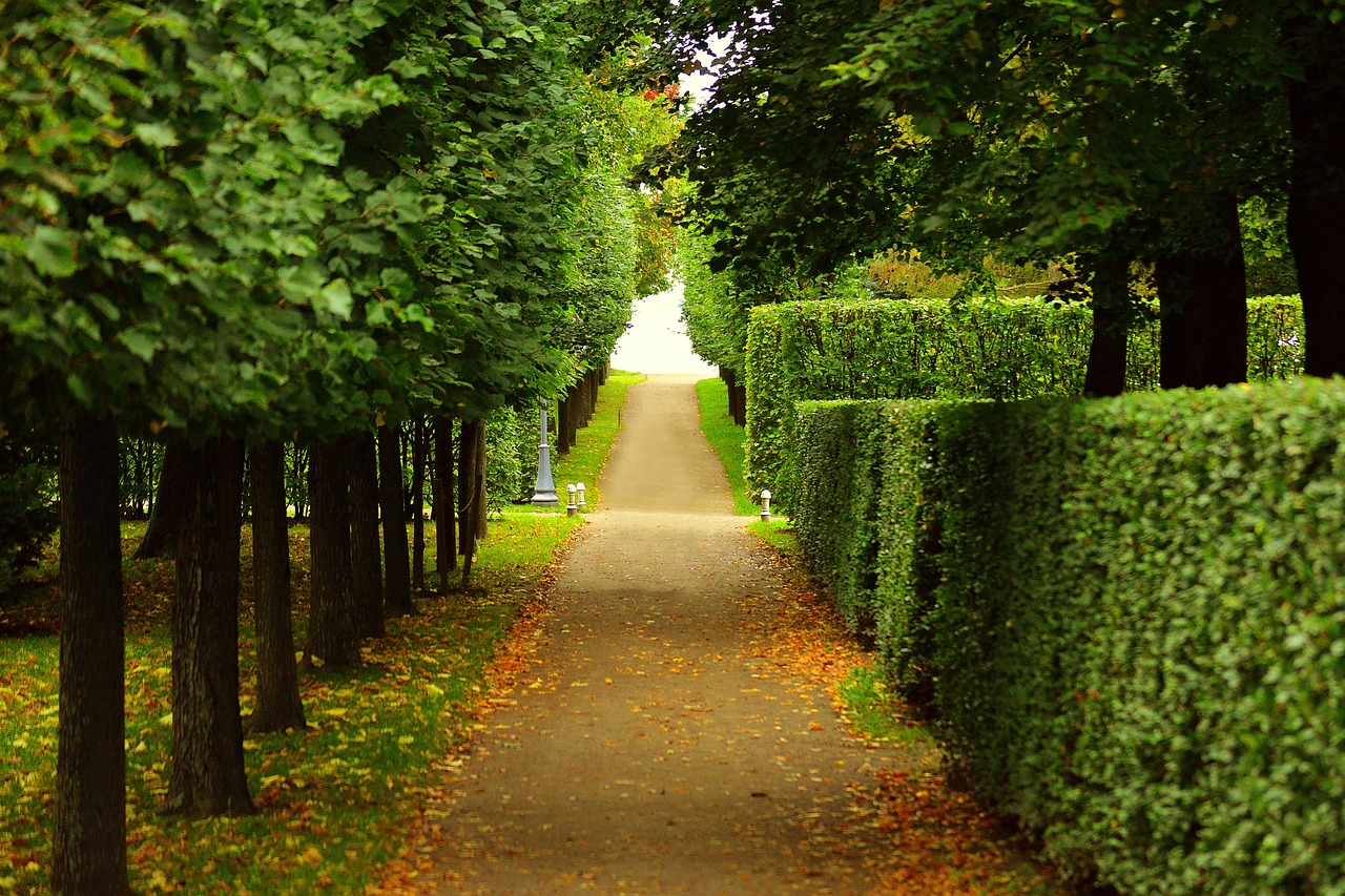 Maintain the Shape of Your Hedges: A Guide to Hedge Cutting in Witney