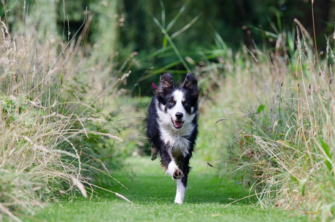 Dog Training 101: Choosing the Right Whistle for Your Pup