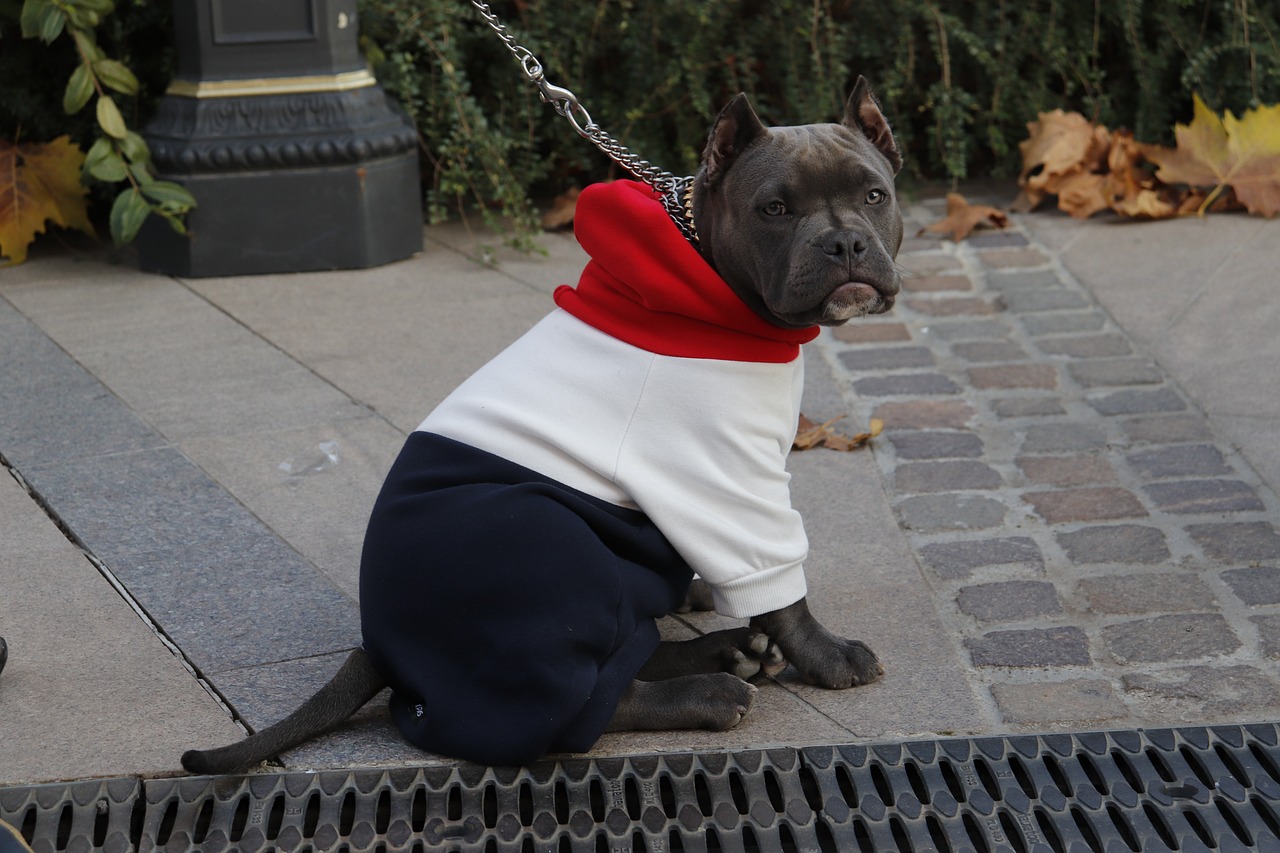 Fashionable Winter Wear: Keeping Pitbulls Warm