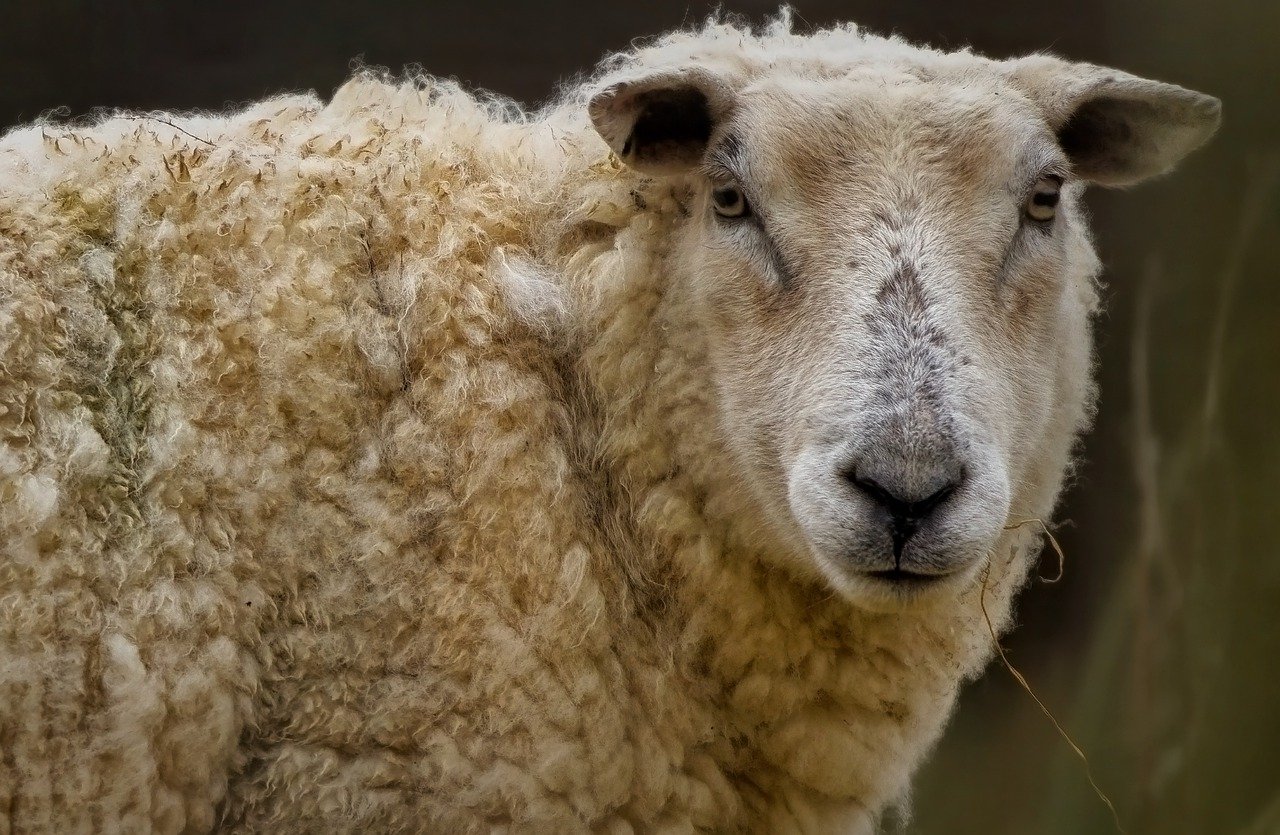 Valais Ewes: A Perfect Addition to Your New Zealand Farm