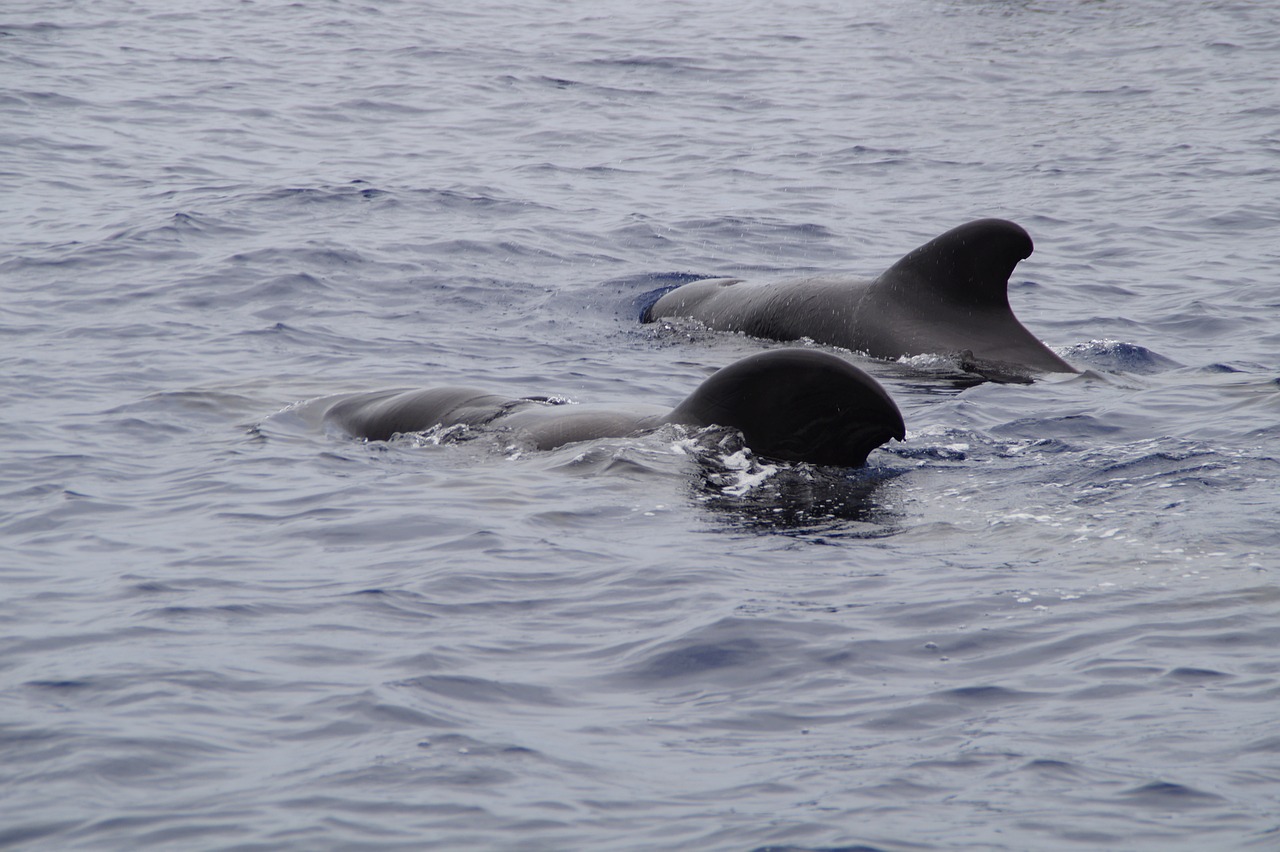 Whale Watching at The Magnificent Fraser Island