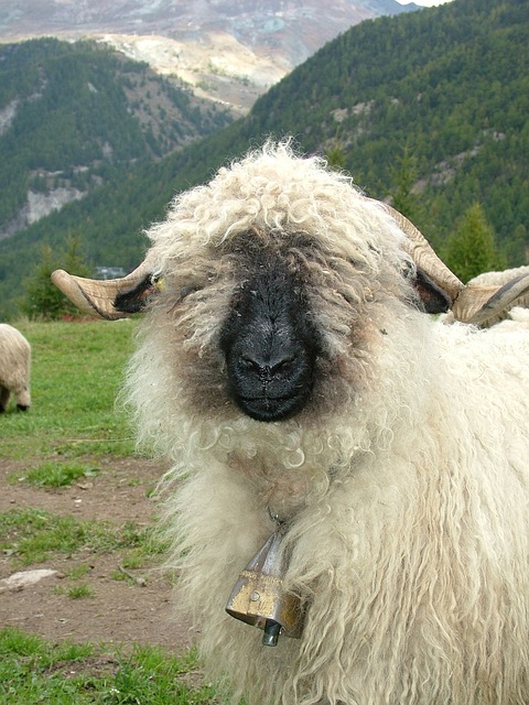 Breeding Valais Blacknose Sheep: What You Need to Know