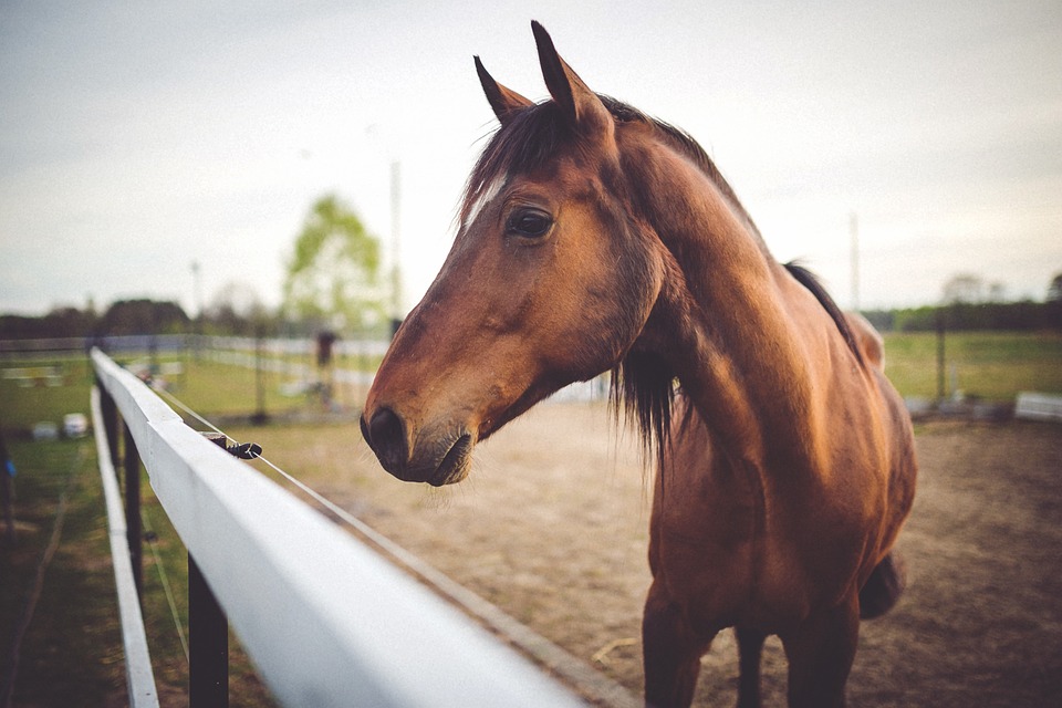 Choosing the Best Fencing for Your Horse in Australia