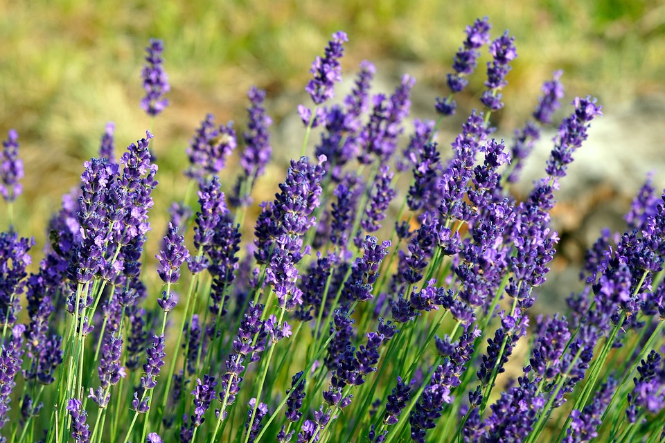 Tips for Starting Your Own Lavender Garden