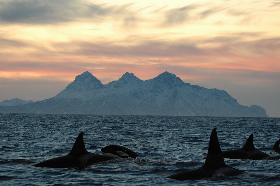 Exploring the Beauty of the Ocean: Kayaking with Killer Whales