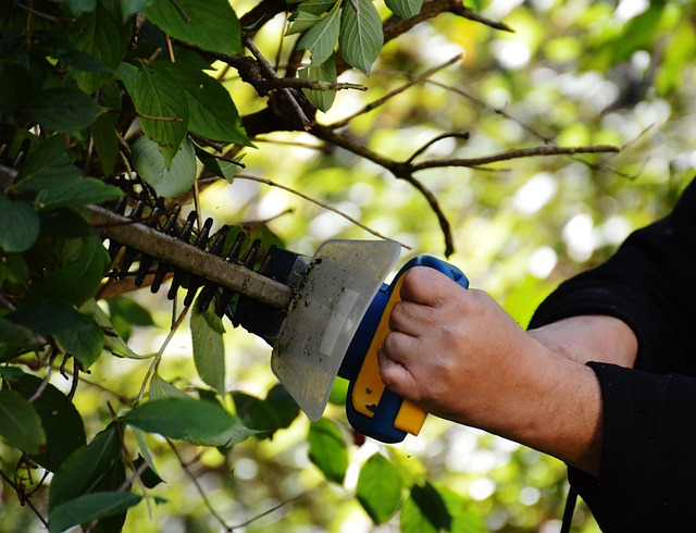 Maintaining Neat Hedges: Tips for Hedge Cutting in Witney