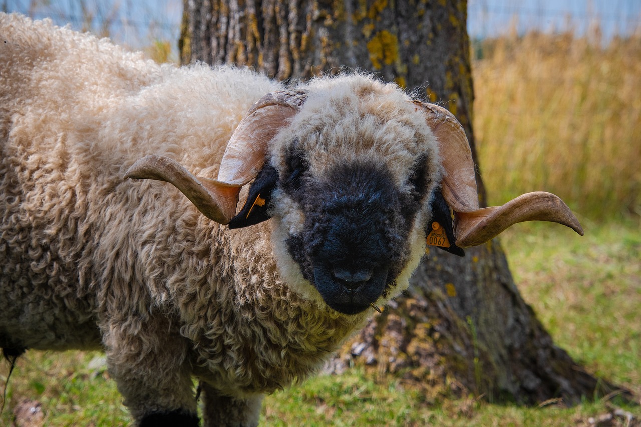 Valais Blacknose Sheep Embryos Available for Purchase