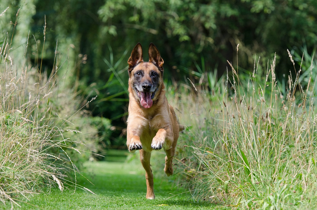 3 Reasons to Hire a Dog Trainer in the Eastern Suburbs