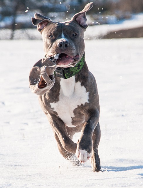 Pitbull Onesie: The Best for this Holiday Season