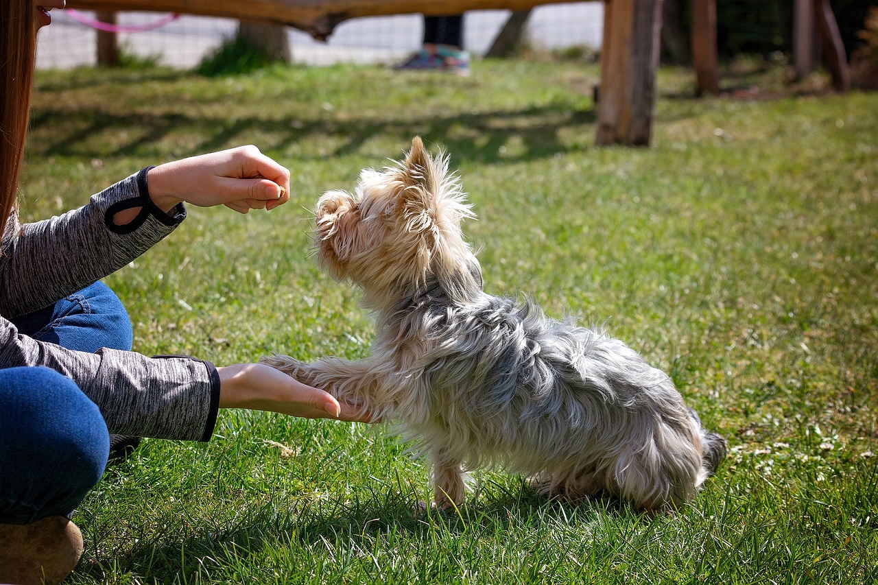 How to Use Dog Training Whistle Commands?