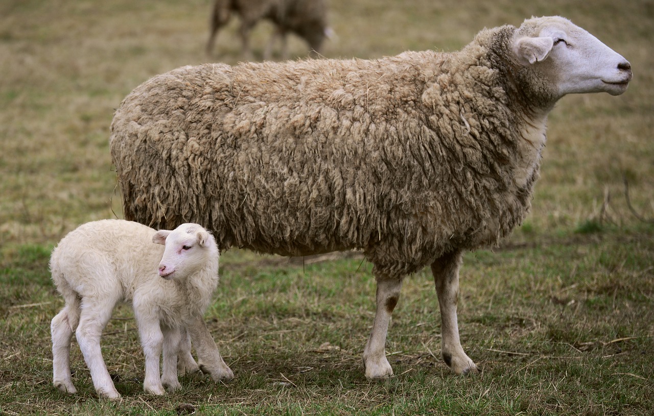 Looking to Buy Quality Sheep for Breeding? Check Out This!