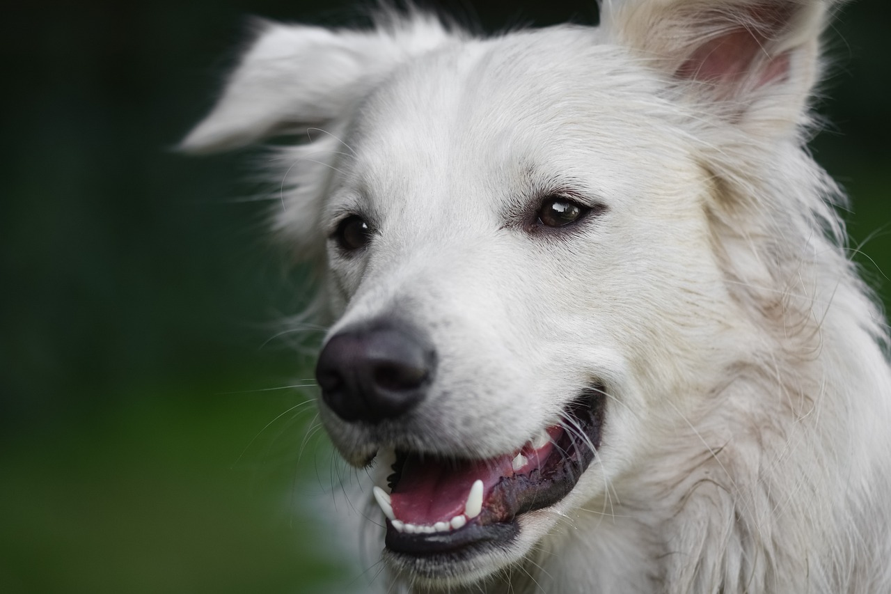 How to Train With Dog Whistle?