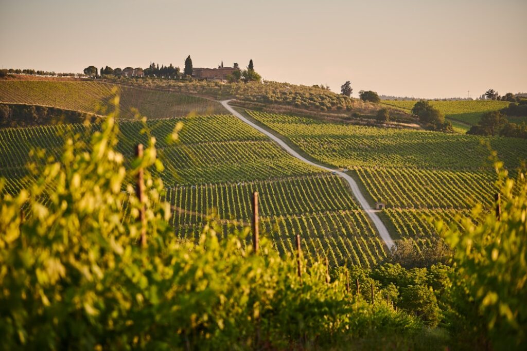 vineyard rows on tuscan hillside